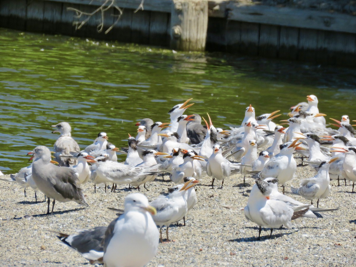 Elegant/Royal Tern - ML641311409