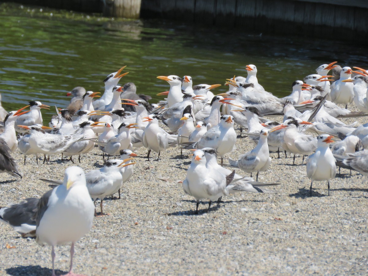 Elegant/Royal Tern - ML641311410