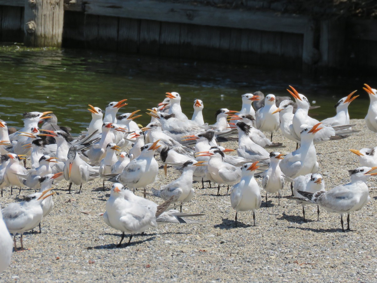Elegant/Royal Tern - ML641311411