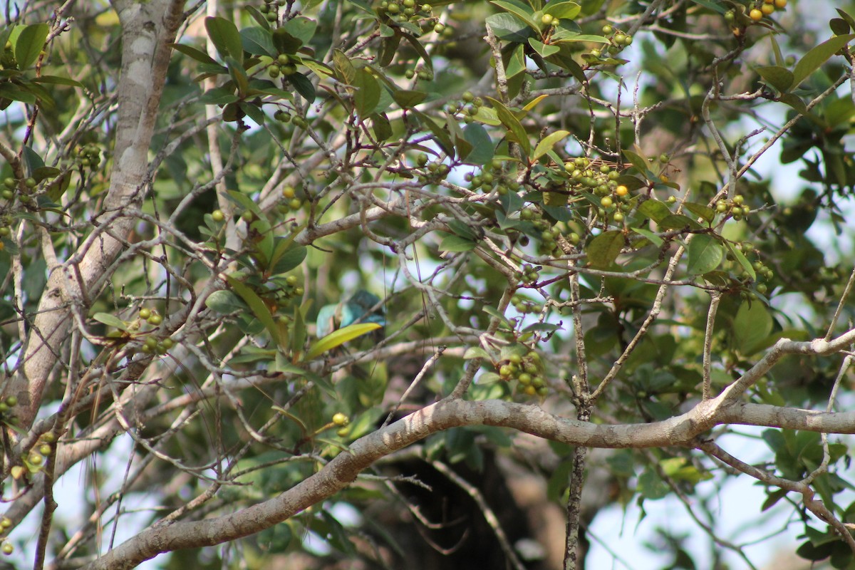 Russet-crowned Motmot - ML641311424