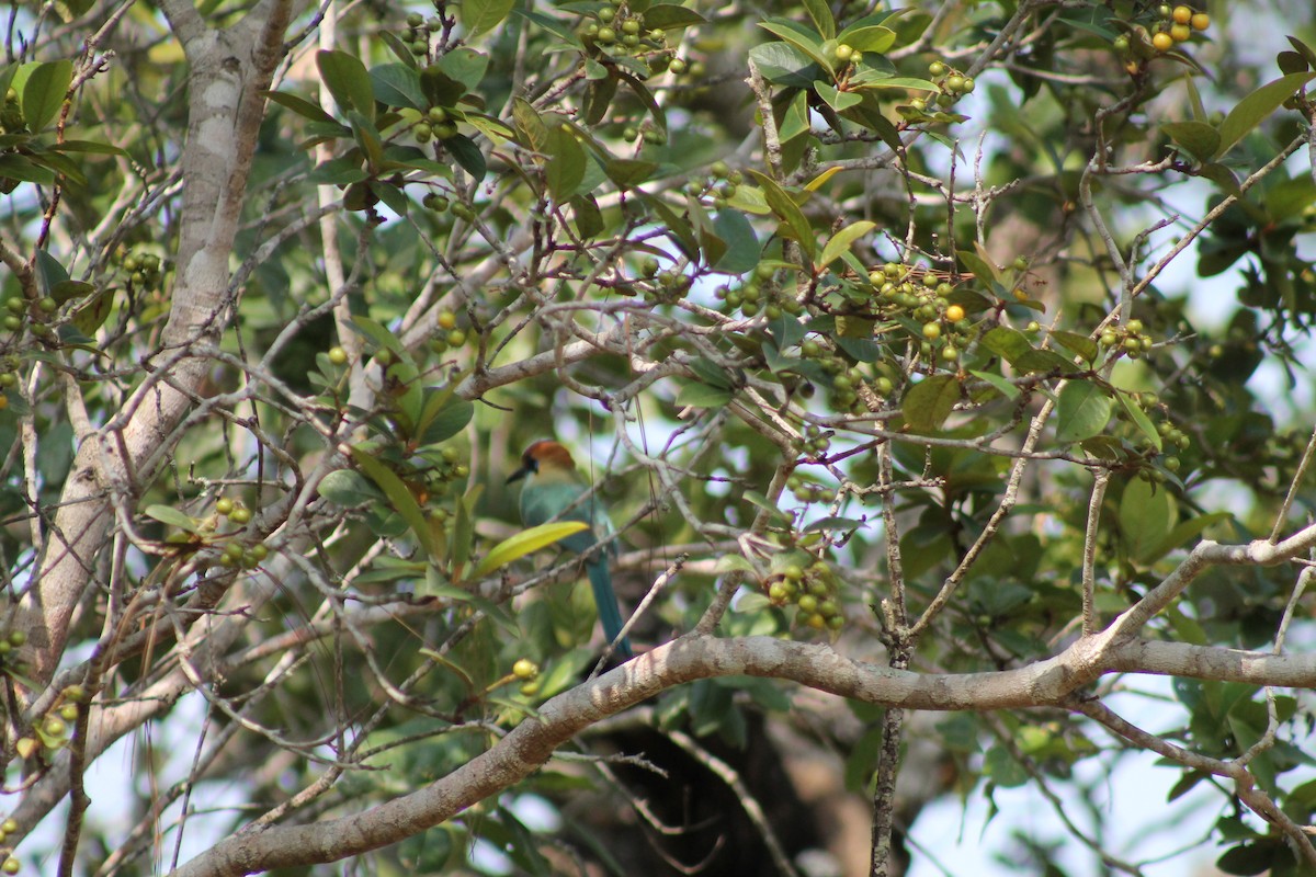 Russet-crowned Motmot - ML641311425