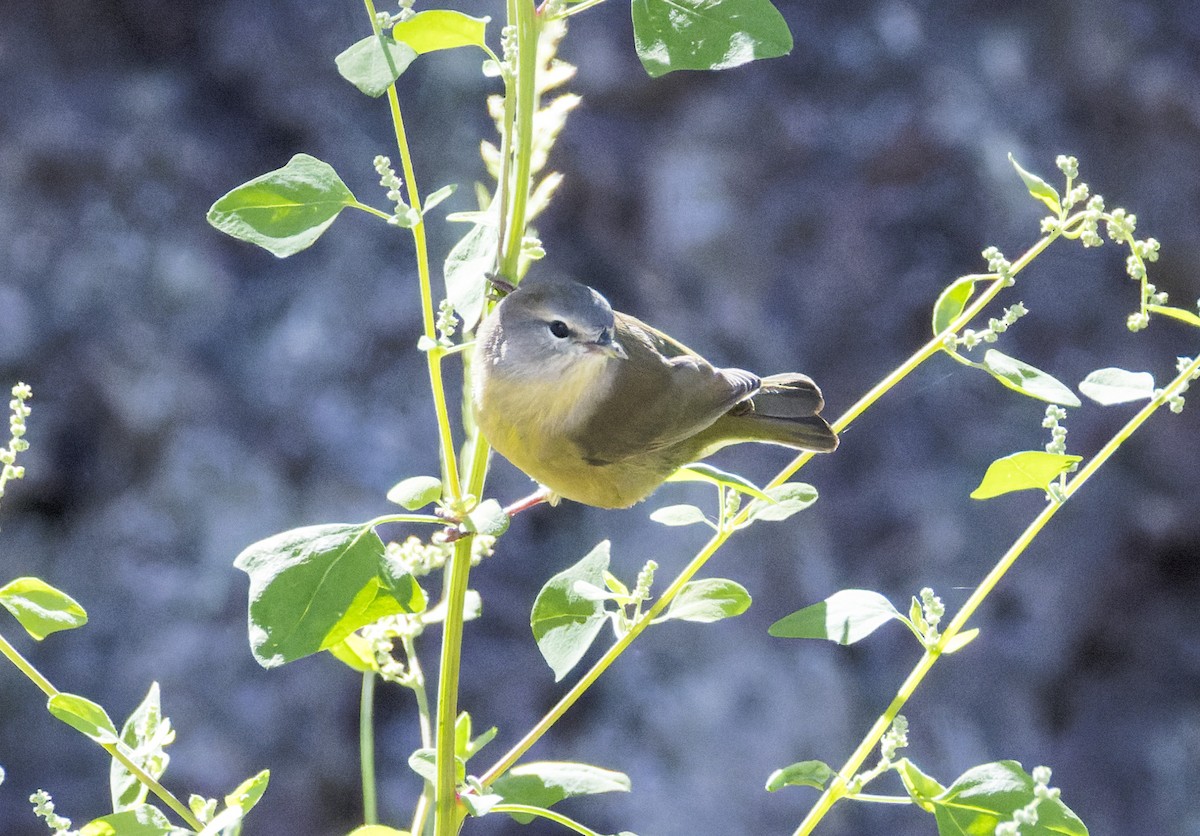 Orange-crowned Warbler - ML641311465