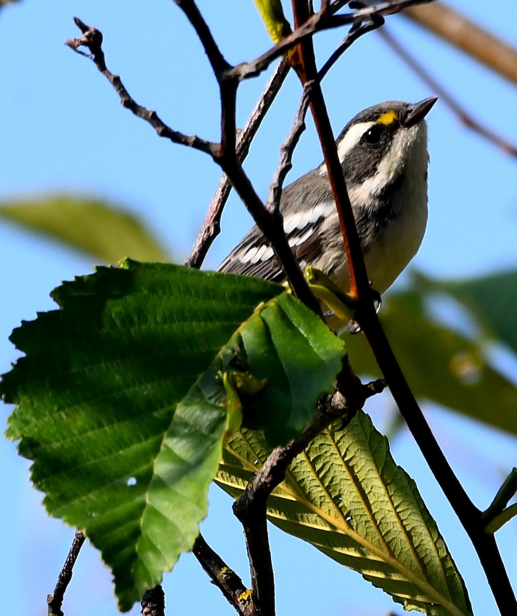 Black-throated Gray Warbler - ML641311476