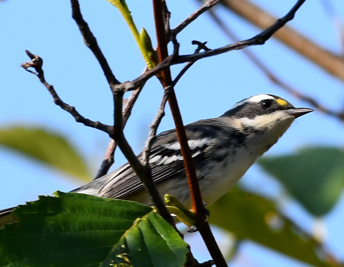 Black-throated Gray Warbler - ML641311482