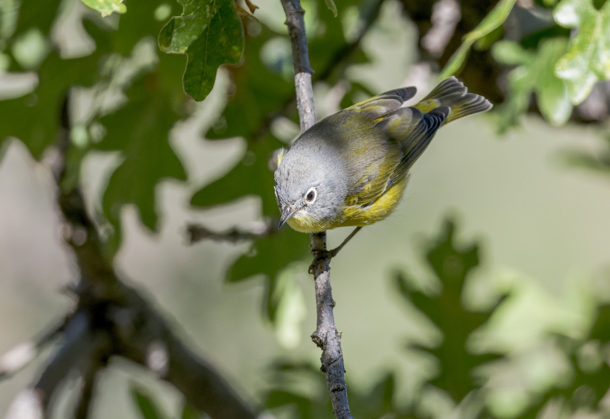 Nashville Warbler - ML641311489