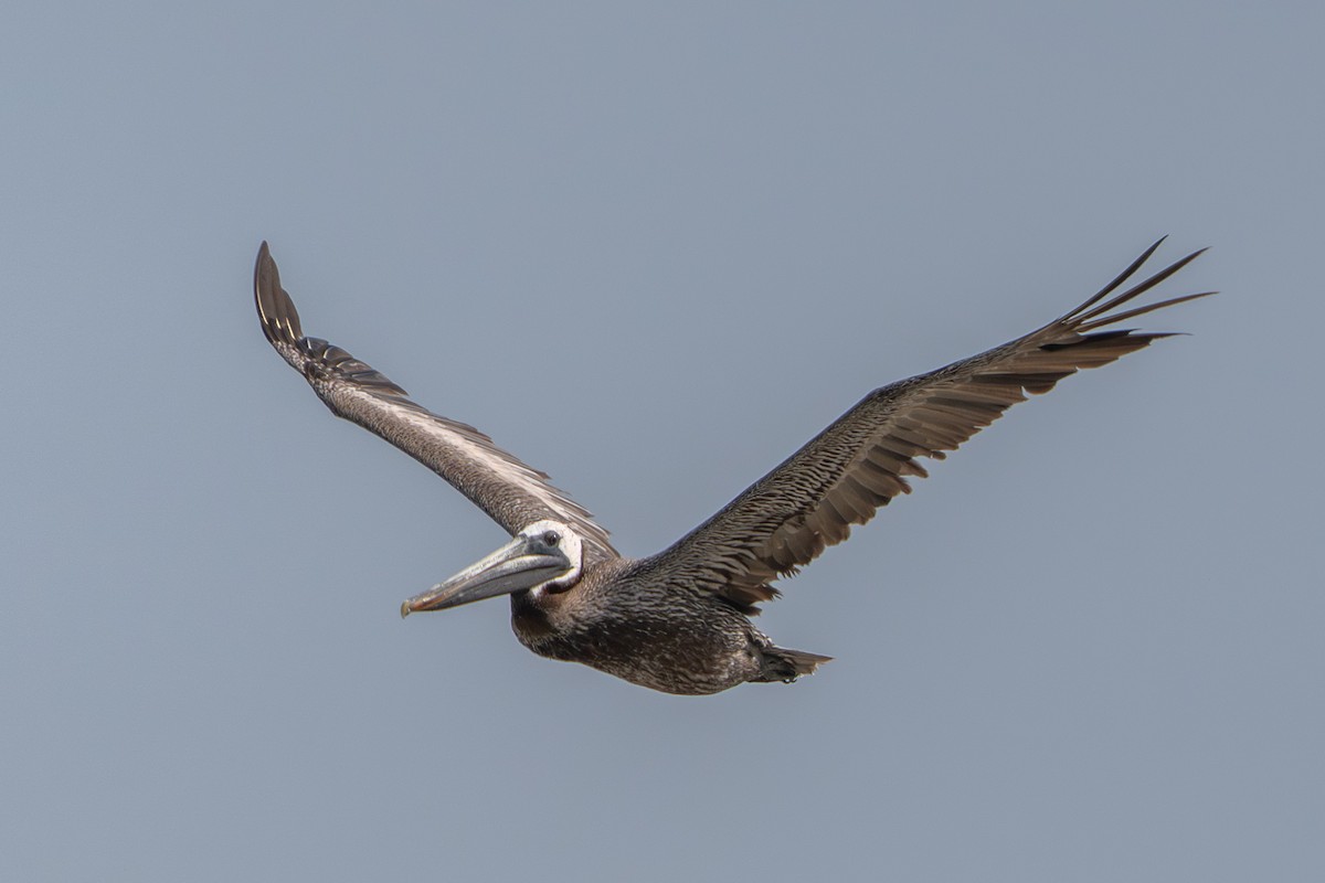 Brown Pelican - ML641311496