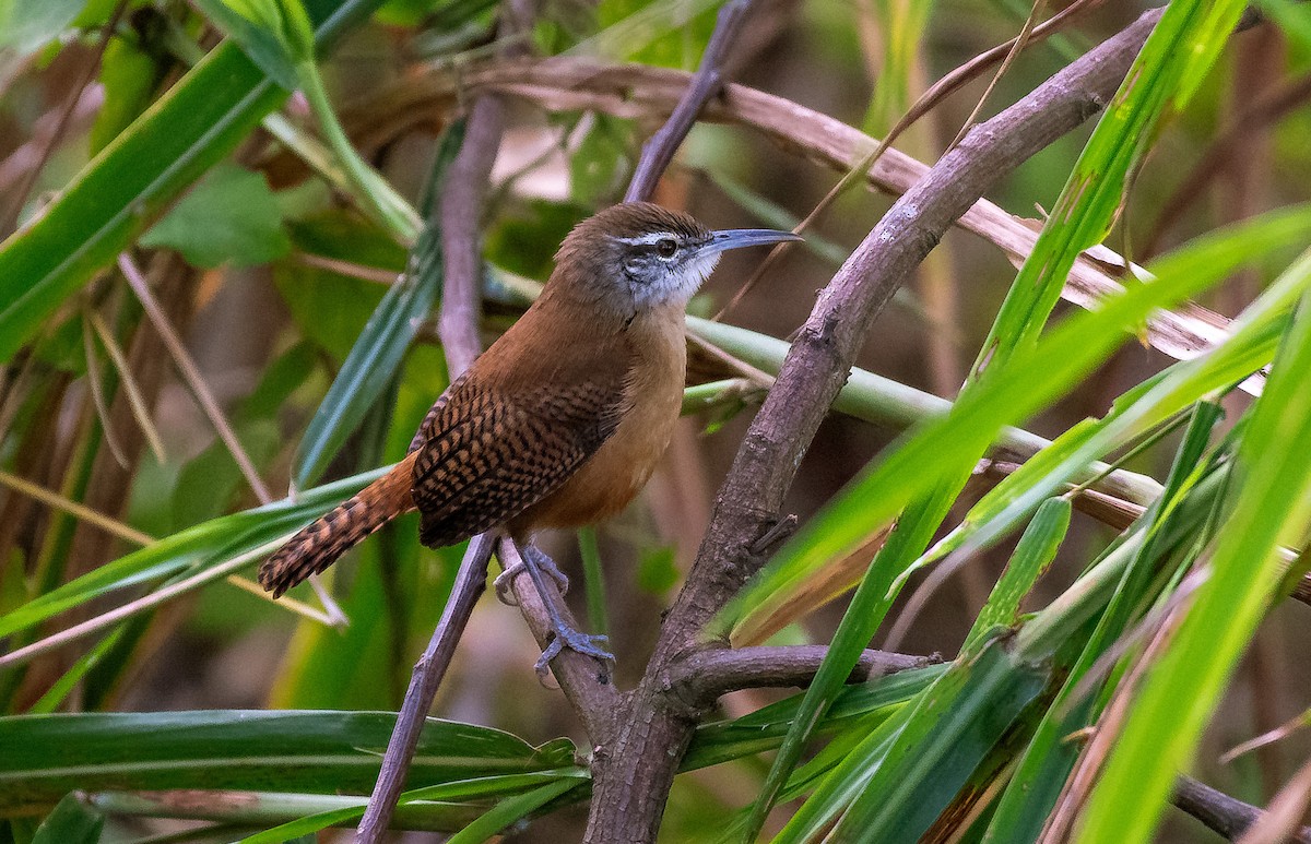 Long-billed Wren - ML641311497