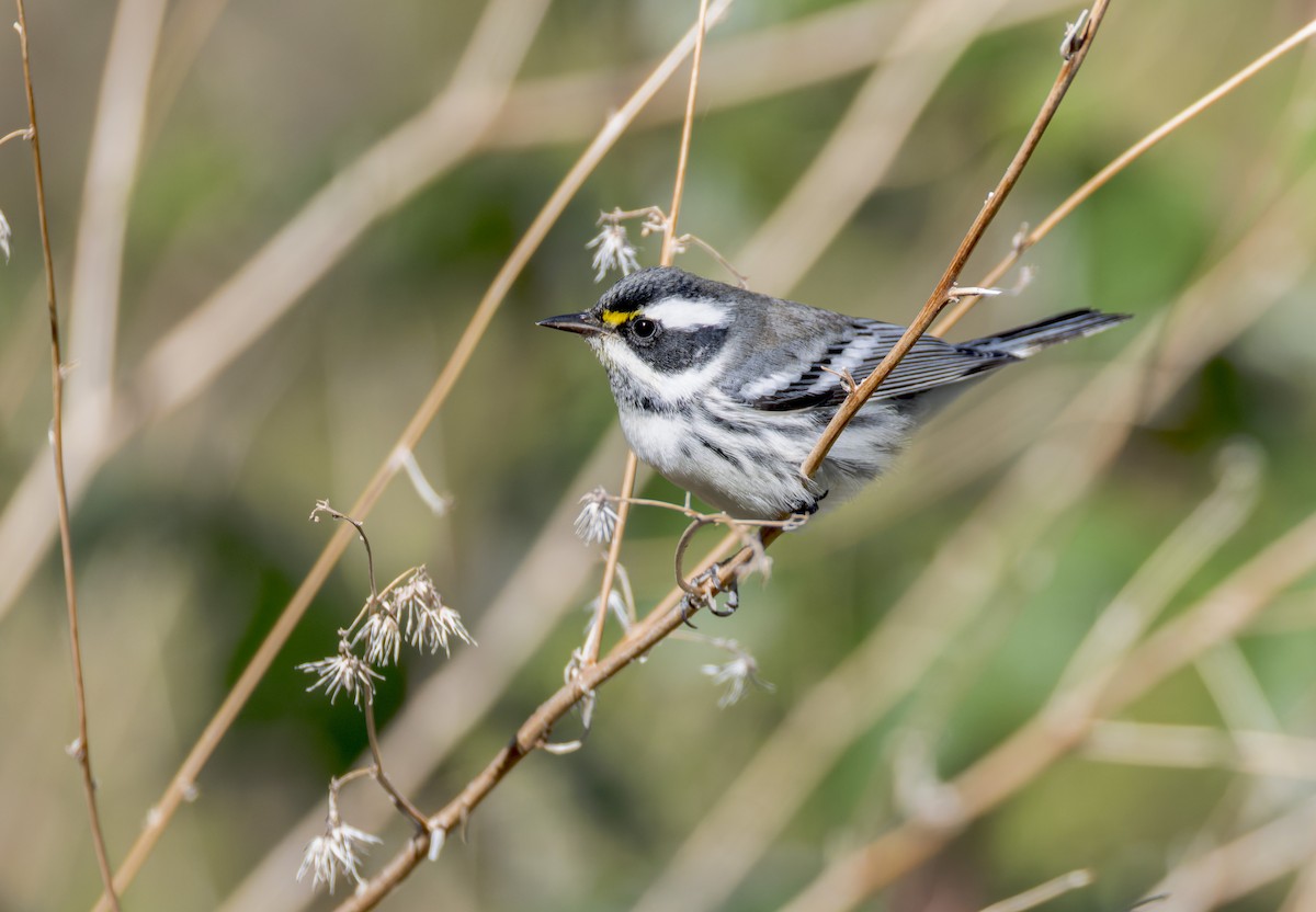 Black-throated Gray Warbler - ML641311523