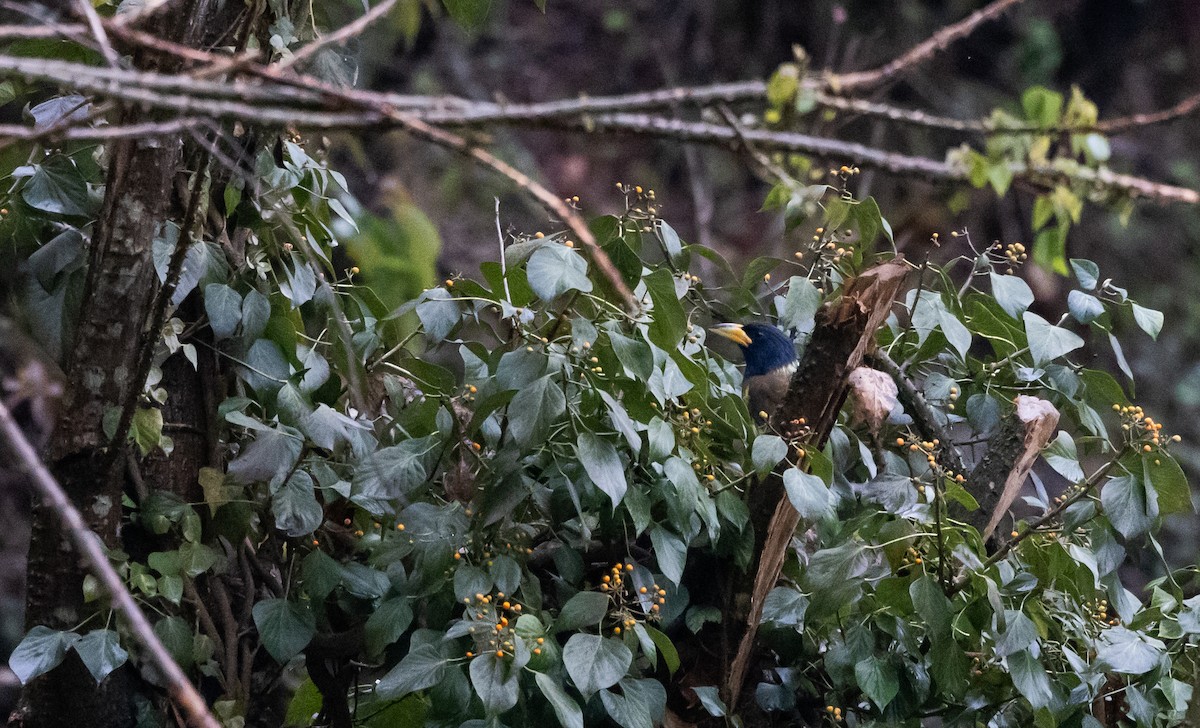 Great Barbet - ML641311551
