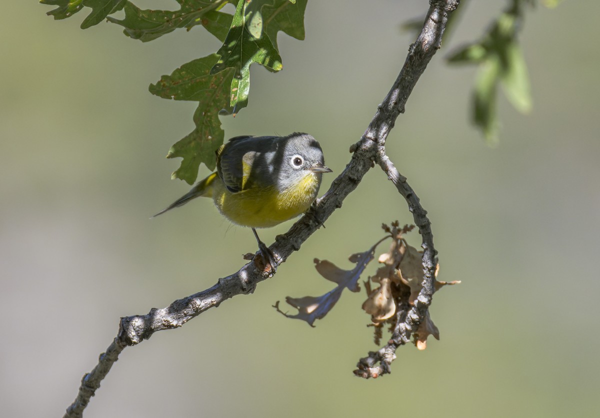 Nashville Warbler - ML641311553