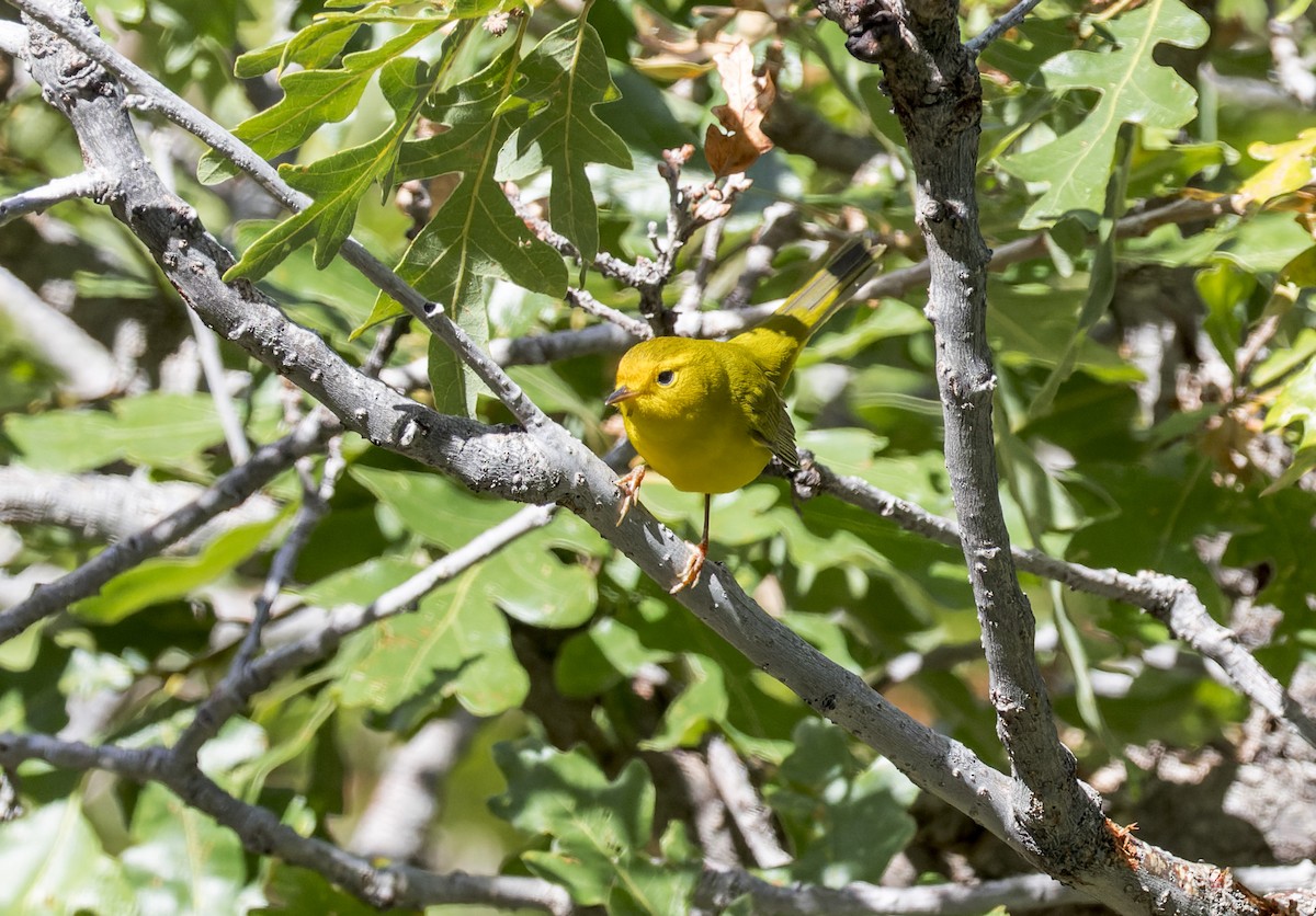 Wilson's Warbler - ML641311561