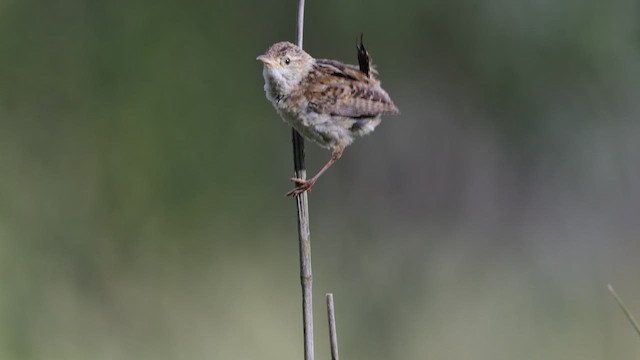 Grass Wren (Northern) - ML641311591
