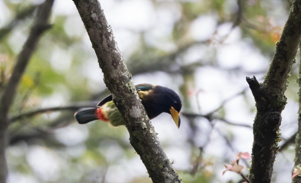 Great Barbet - ML641311605