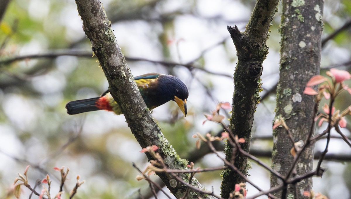 Great Barbet - ML641311606