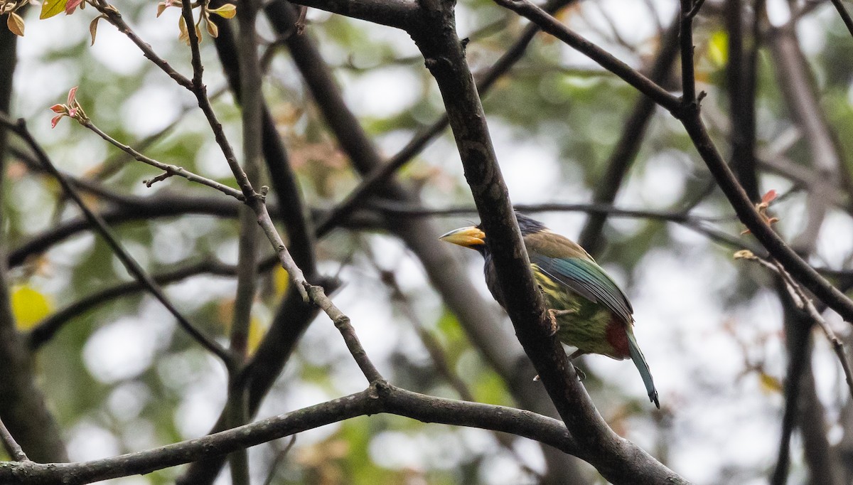 Great Barbet - ML641311618