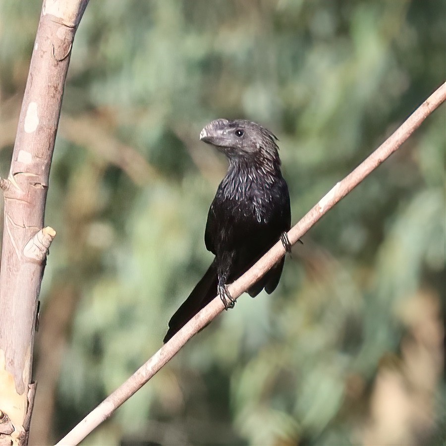 Smooth-billed Ani - ML641311619