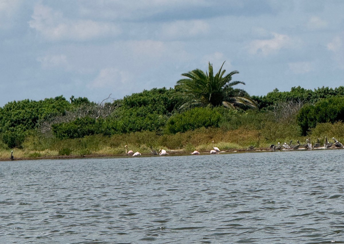 Flamant des Caraïbes - ML641311637