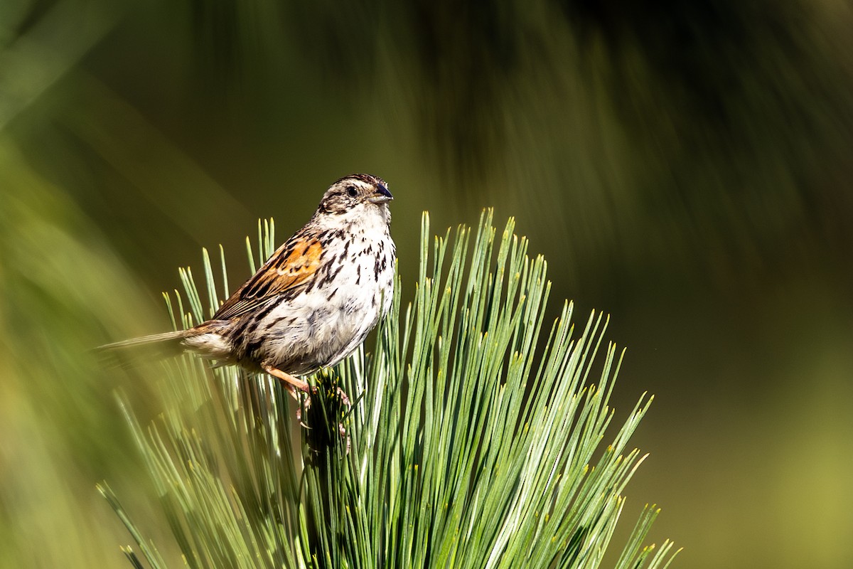 Sierra Madre Sparrow - ML641311638