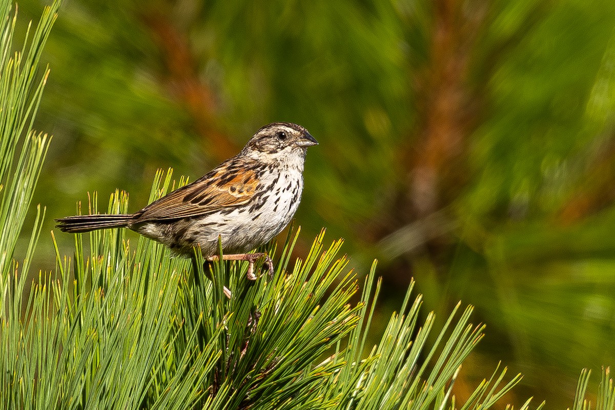 Sierra Madre Sparrow - ML641311639