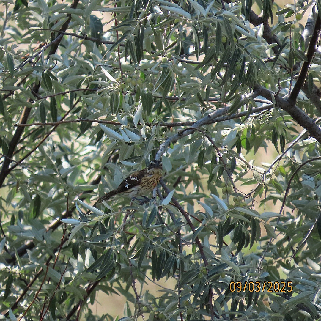 Al Göğüslü Kocabaş - ML641311654