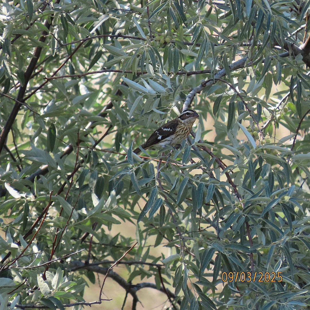 Al Göğüslü Kocabaş - ML641311656