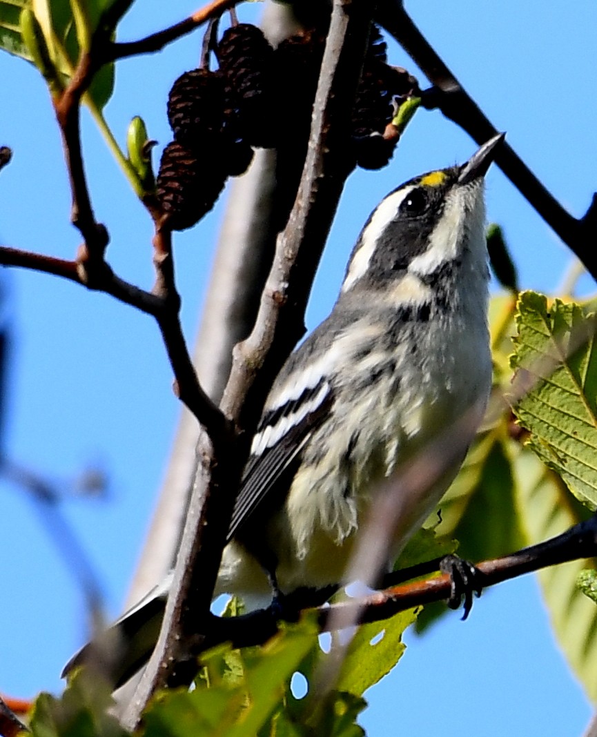 Black-throated Gray Warbler - ML641311659