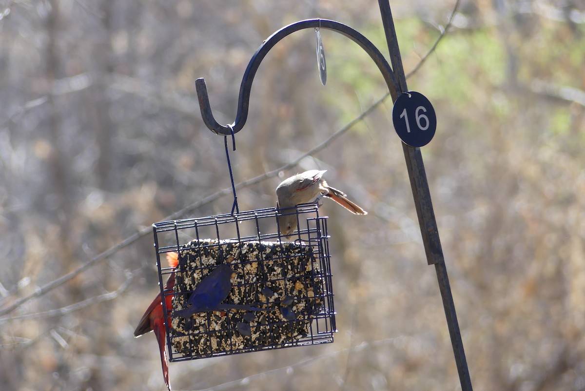 Pyrrhuloxia - ML641311666