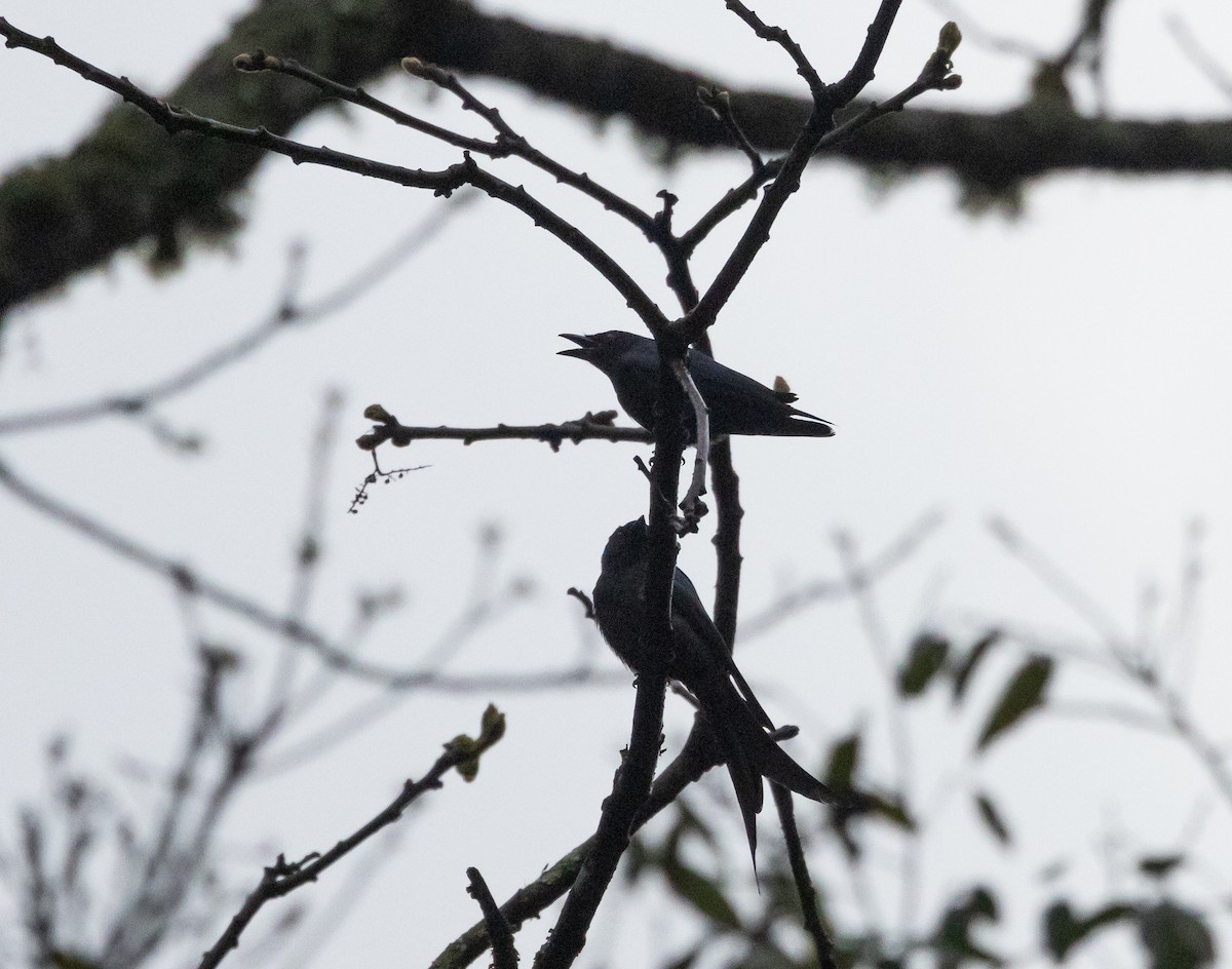 Drongo cendré (groupe longicaudatus) - ML641311667