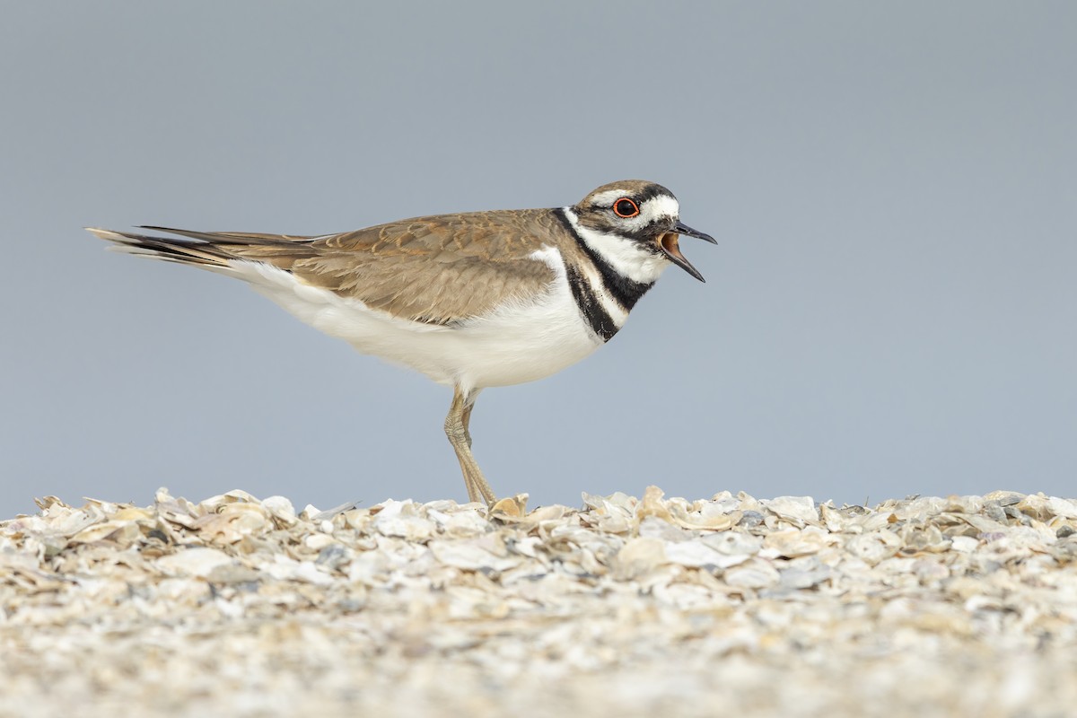 Killdeer - ML641311672