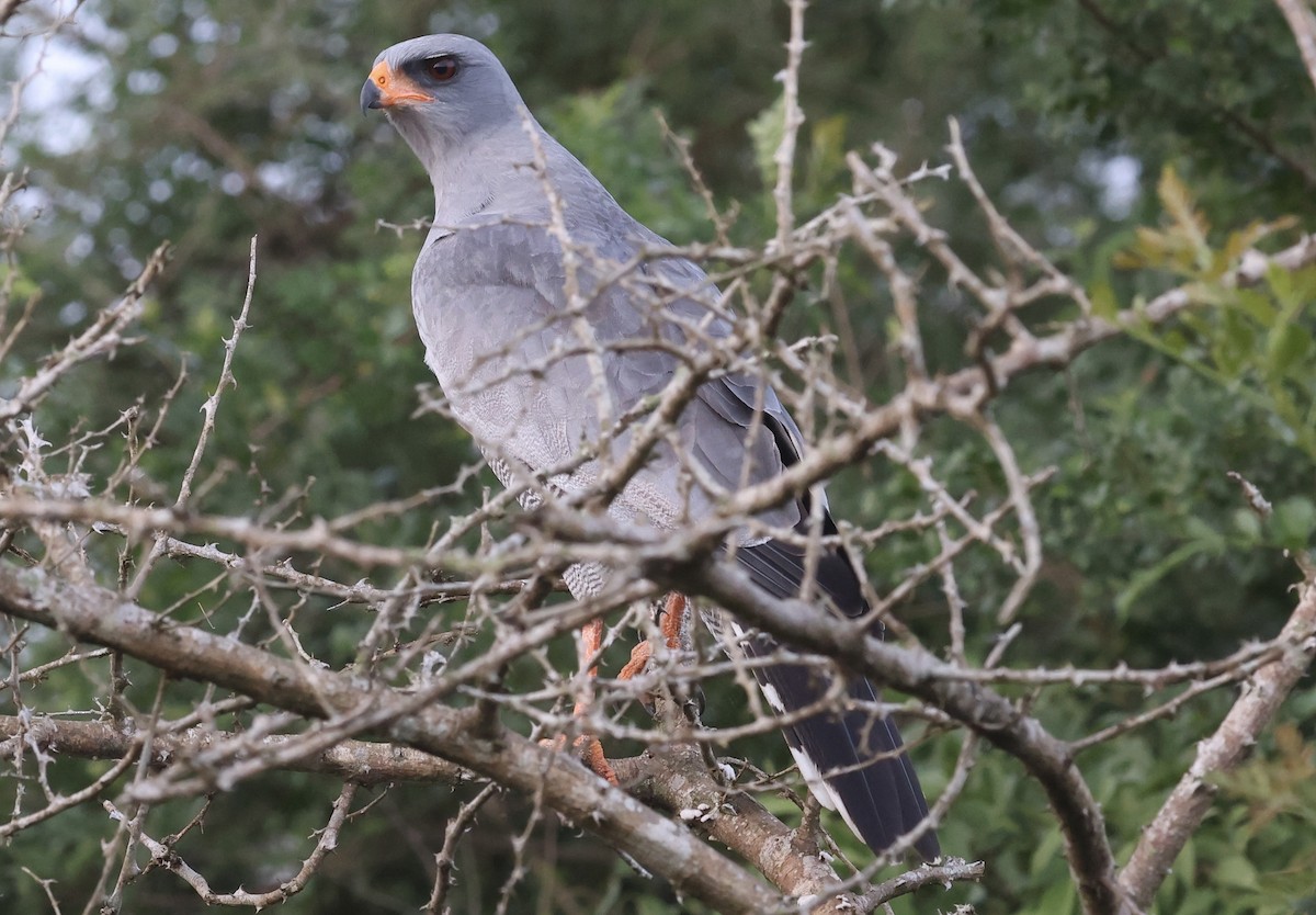 Azor Lagartijero Oscuro - ML641311683