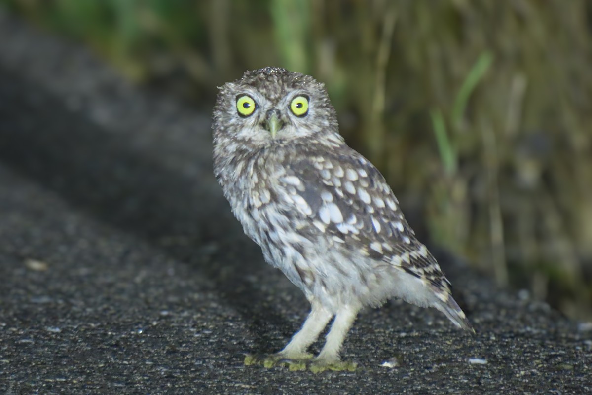 sýček obecný - ML641311685