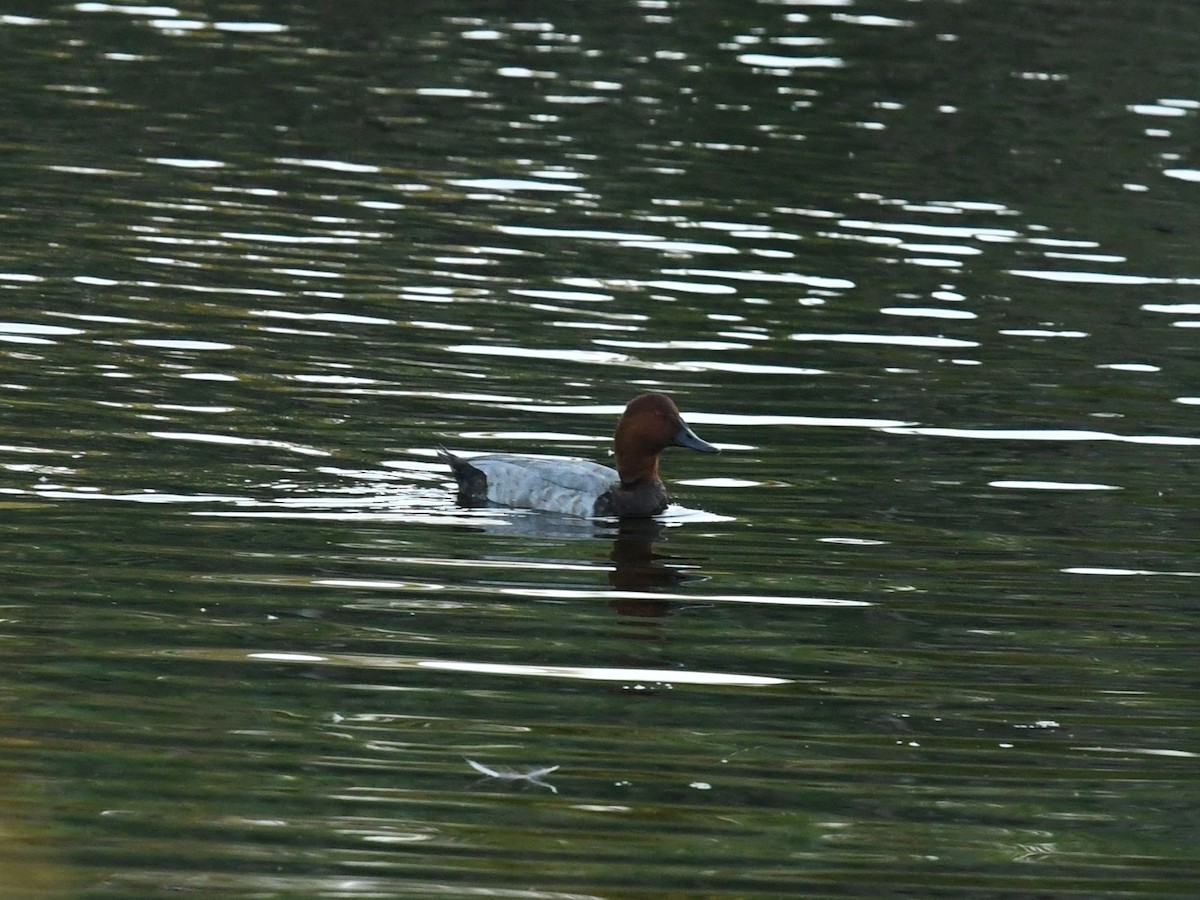 Common Pochard - ML641311687