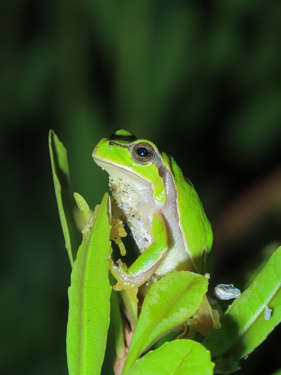 Animals - ML641311688