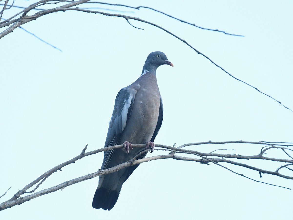 Common Wood-Pigeon - ML641311711
