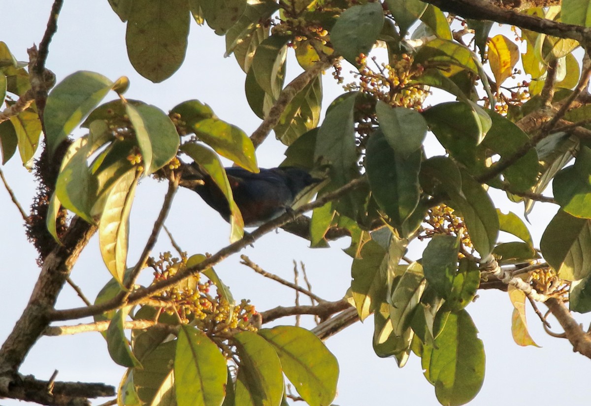 opalgumptanagar - ML641311718