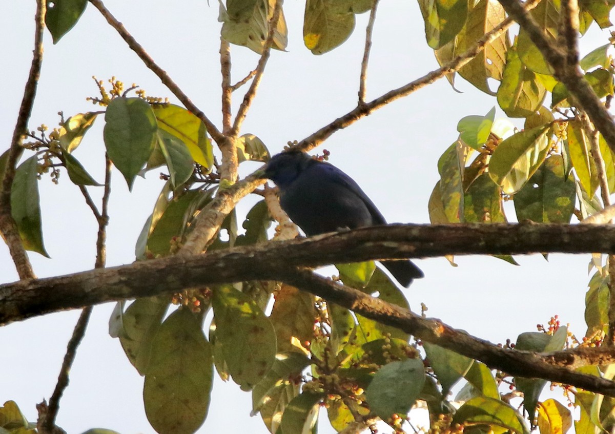 opalgumptanagar - ML641311719