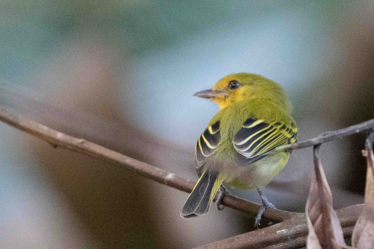 Ochre-lored Flatbill - ML641311726