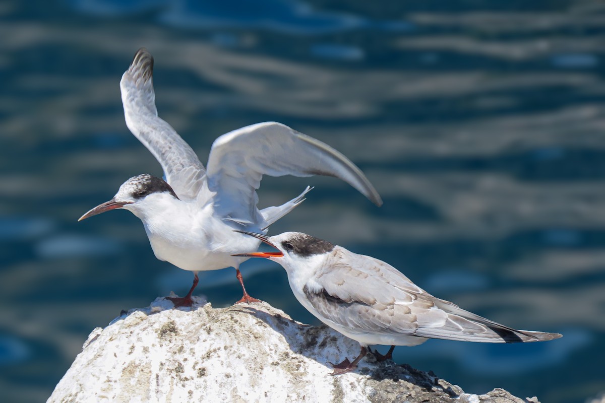 rybák obecný - ML641311729