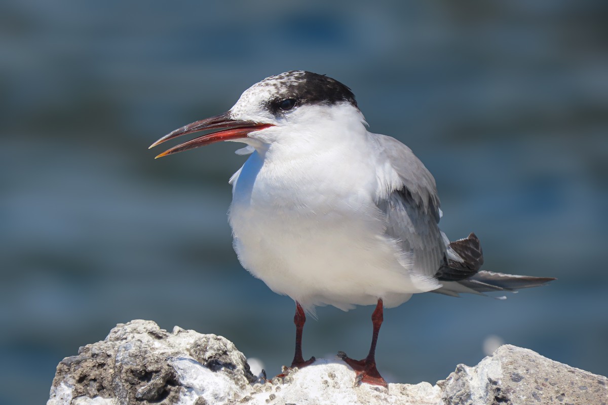 rybák obecný - ML641311730