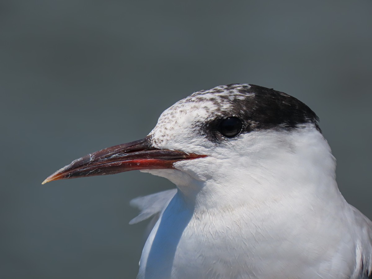 rybák obecný - ML641311731