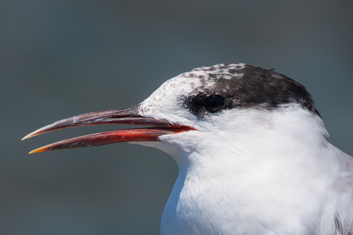 rybák obecný - ML641311732