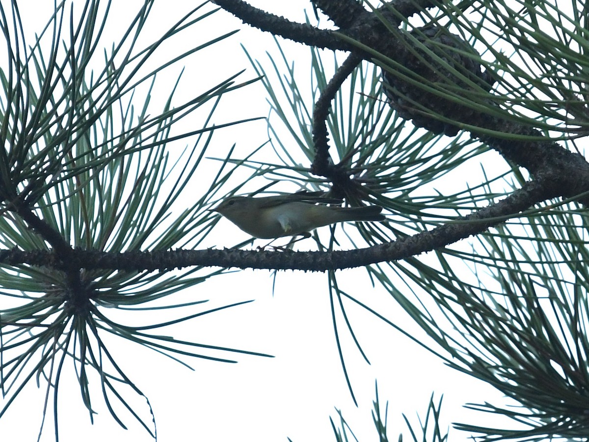Willow Warbler - ML641311733