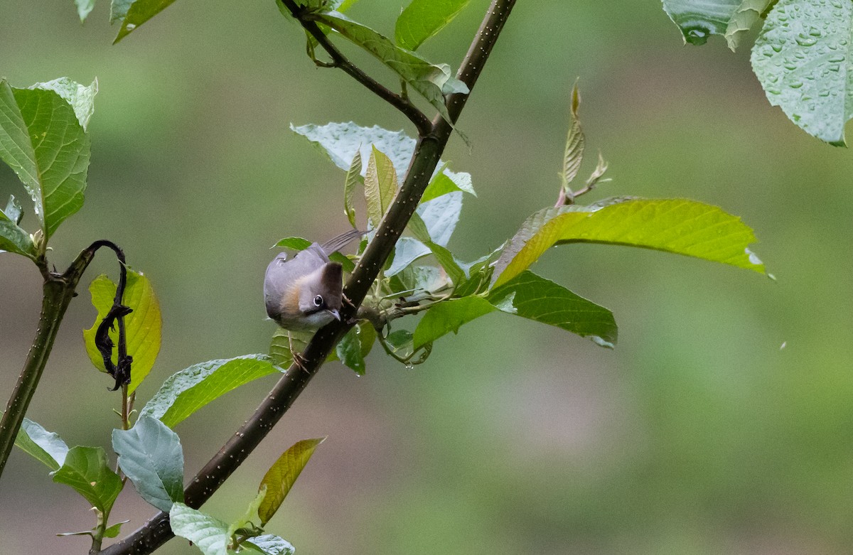 Yuhina Bigotuda - ML641311749