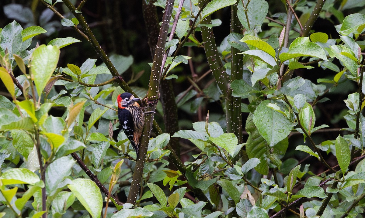 Crimson-naped Woodpecker - ML641311759