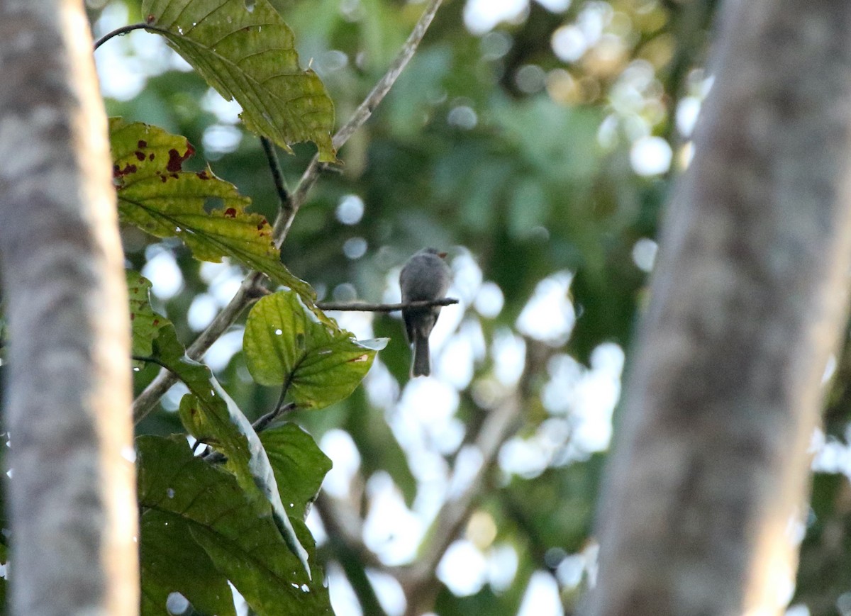Blackish Pewee - ML641311763