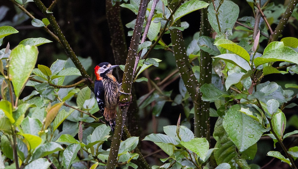 Crimson-naped Woodpecker - ML641311769