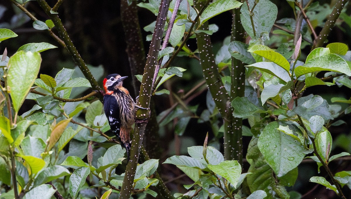 Crimson-naped Woodpecker - ML641311770