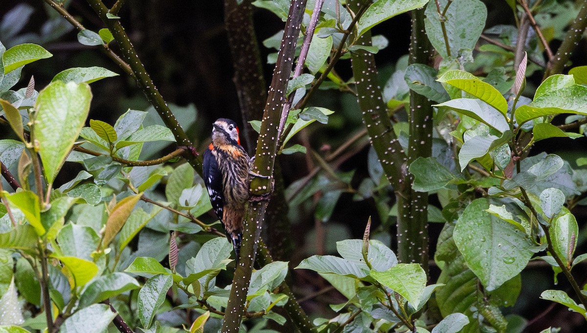 Crimson-naped Woodpecker - ML641311778