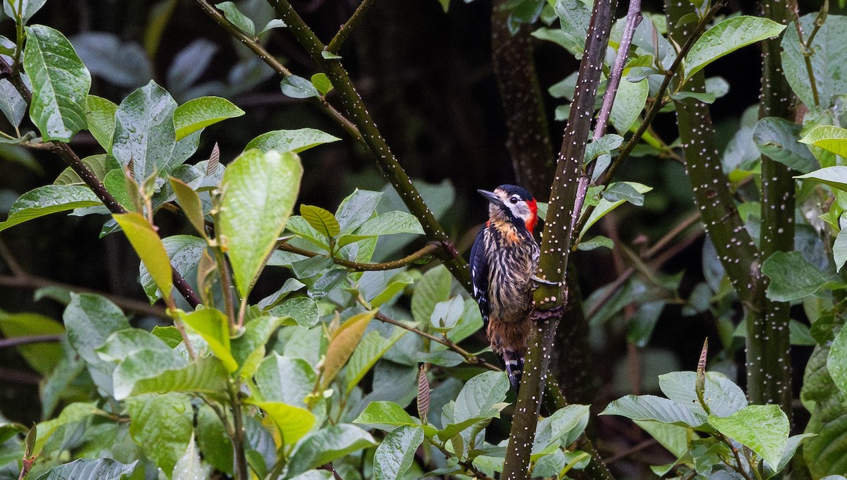 Crimson-naped Woodpecker - ML641311779