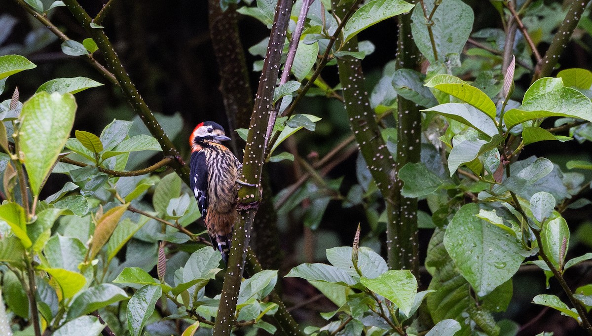 Crimson-naped Woodpecker - ML641311780